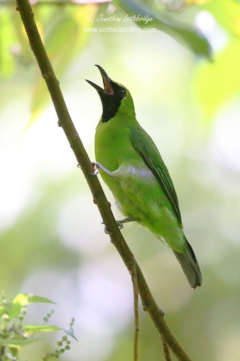 Greater Green Leafbird - ML620495948