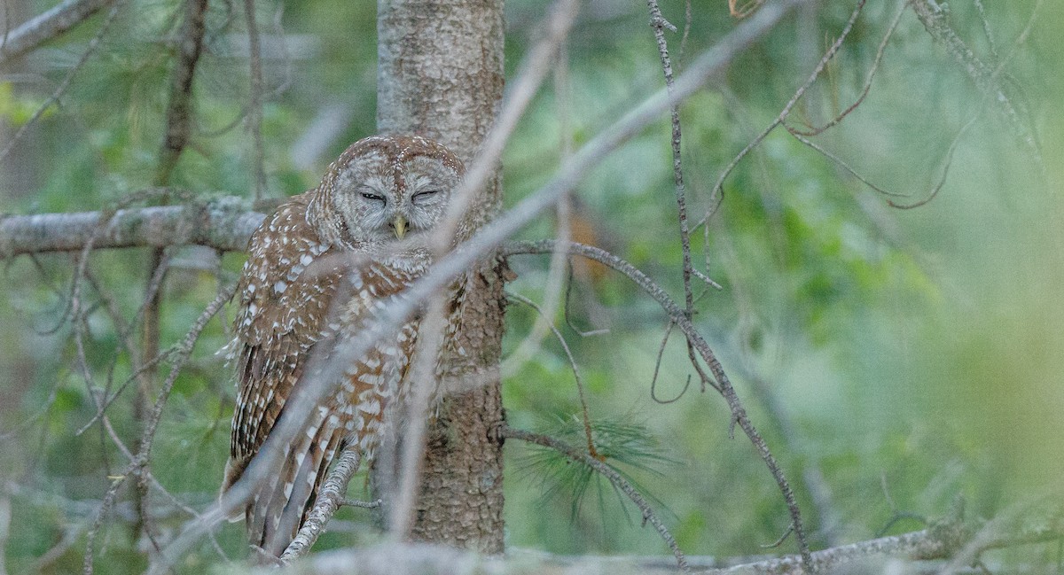 Spotted Owl (Mexican) - Michael Sadat