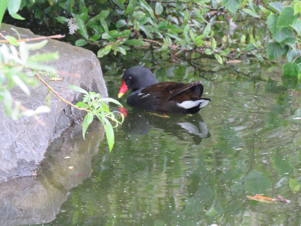 Eurasian Moorhen - ML620495959