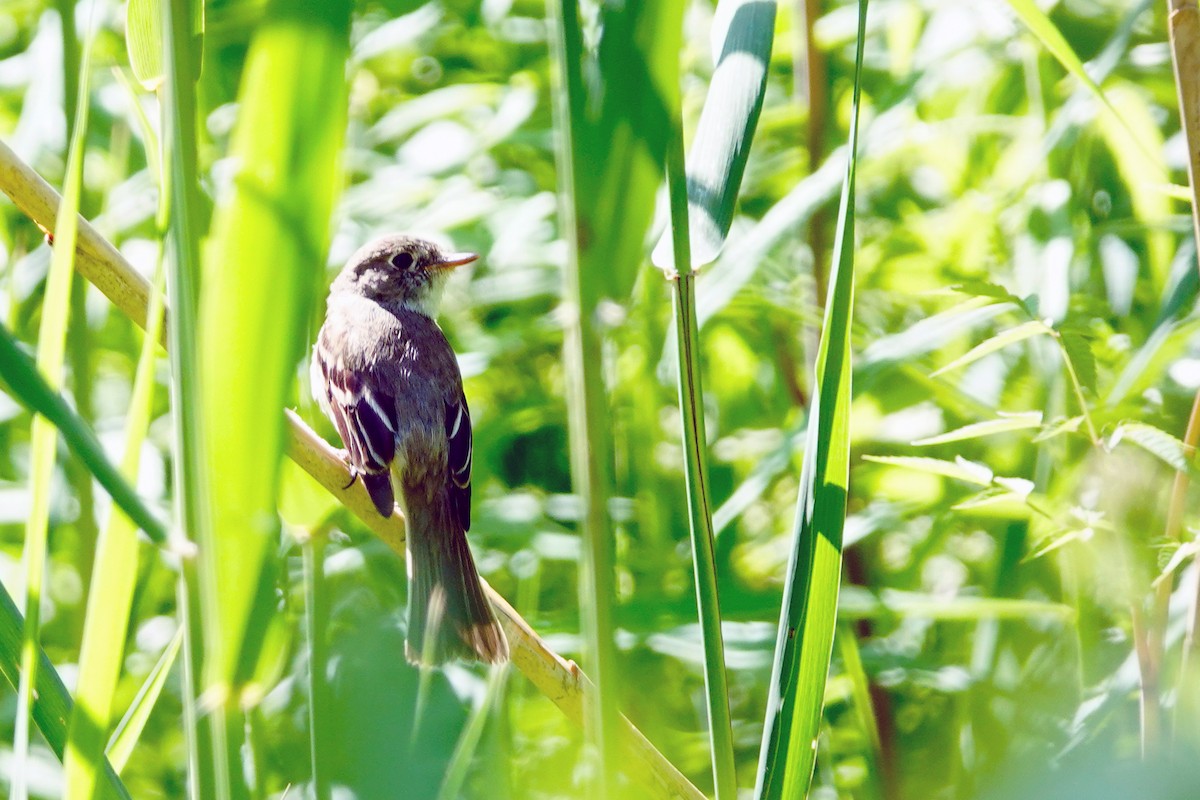 Least Flycatcher - ML620495970