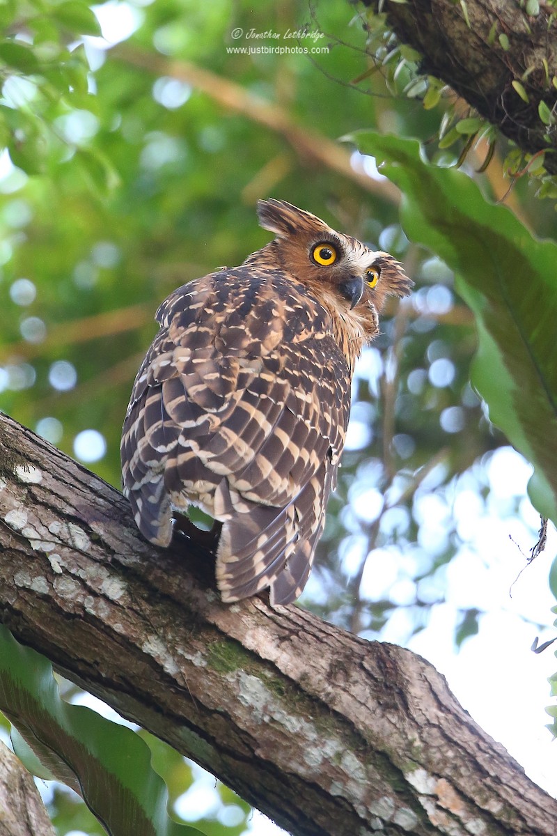 Buffy Fish-Owl - ML620495973