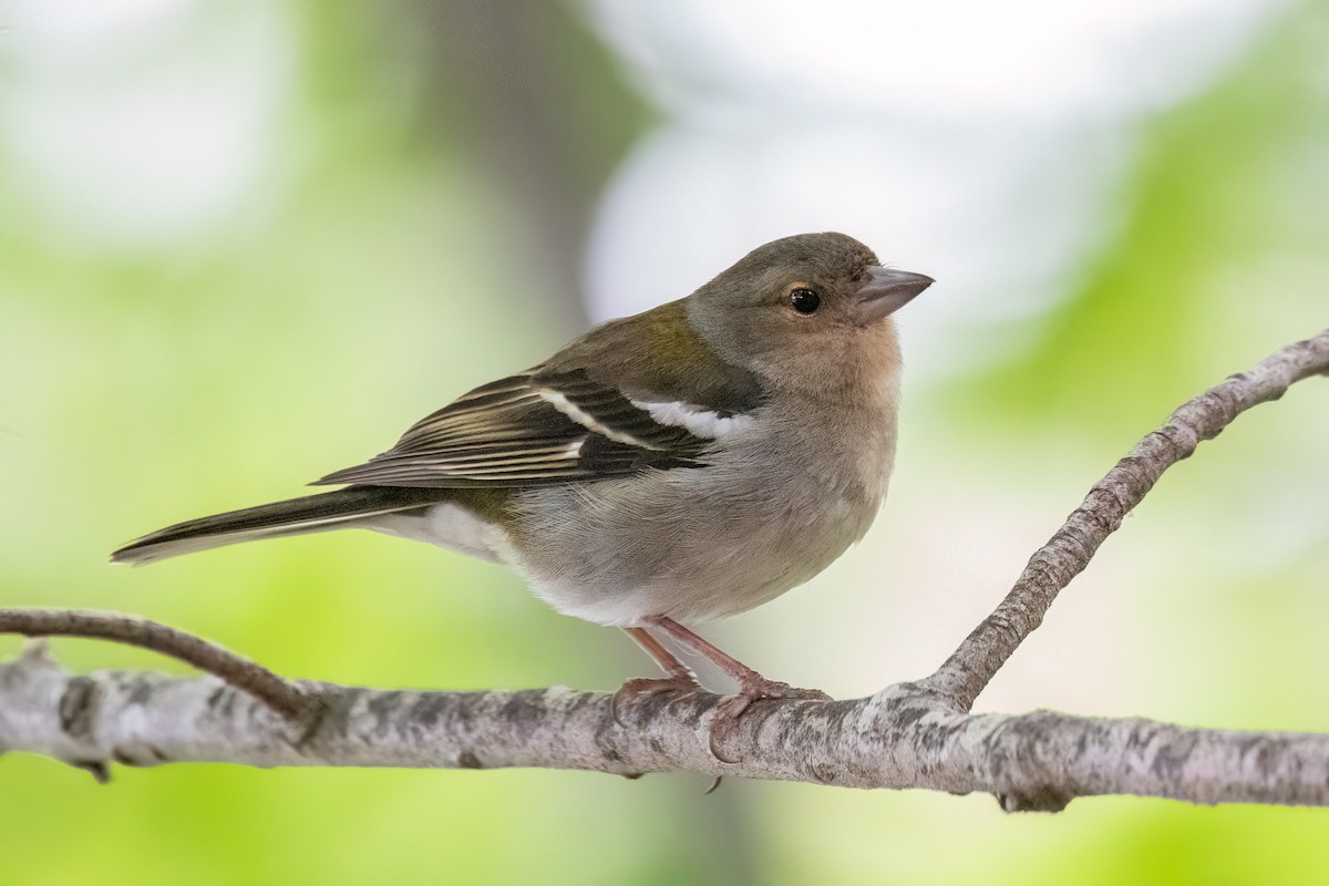 Madeira Chaffinch - ML620495974