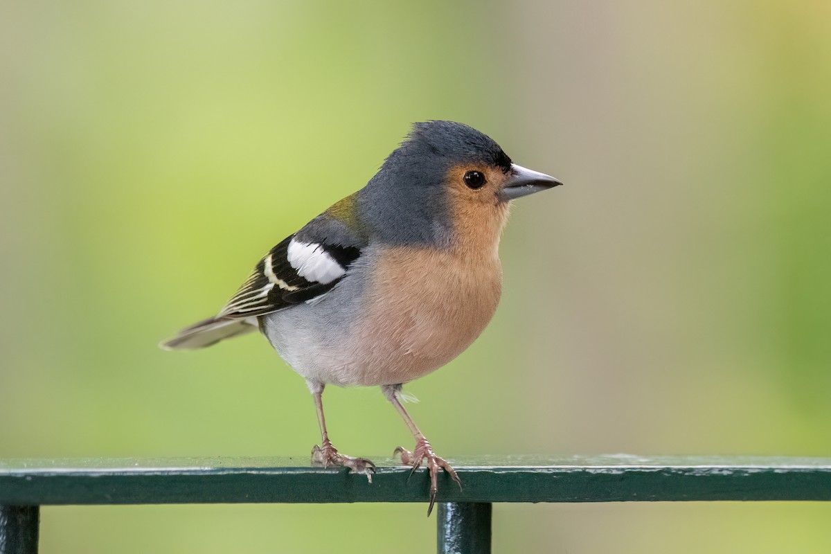 Madeira Chaffinch - ML620495975