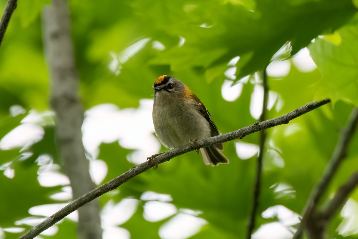 Madeira Firecrest - ML620495977