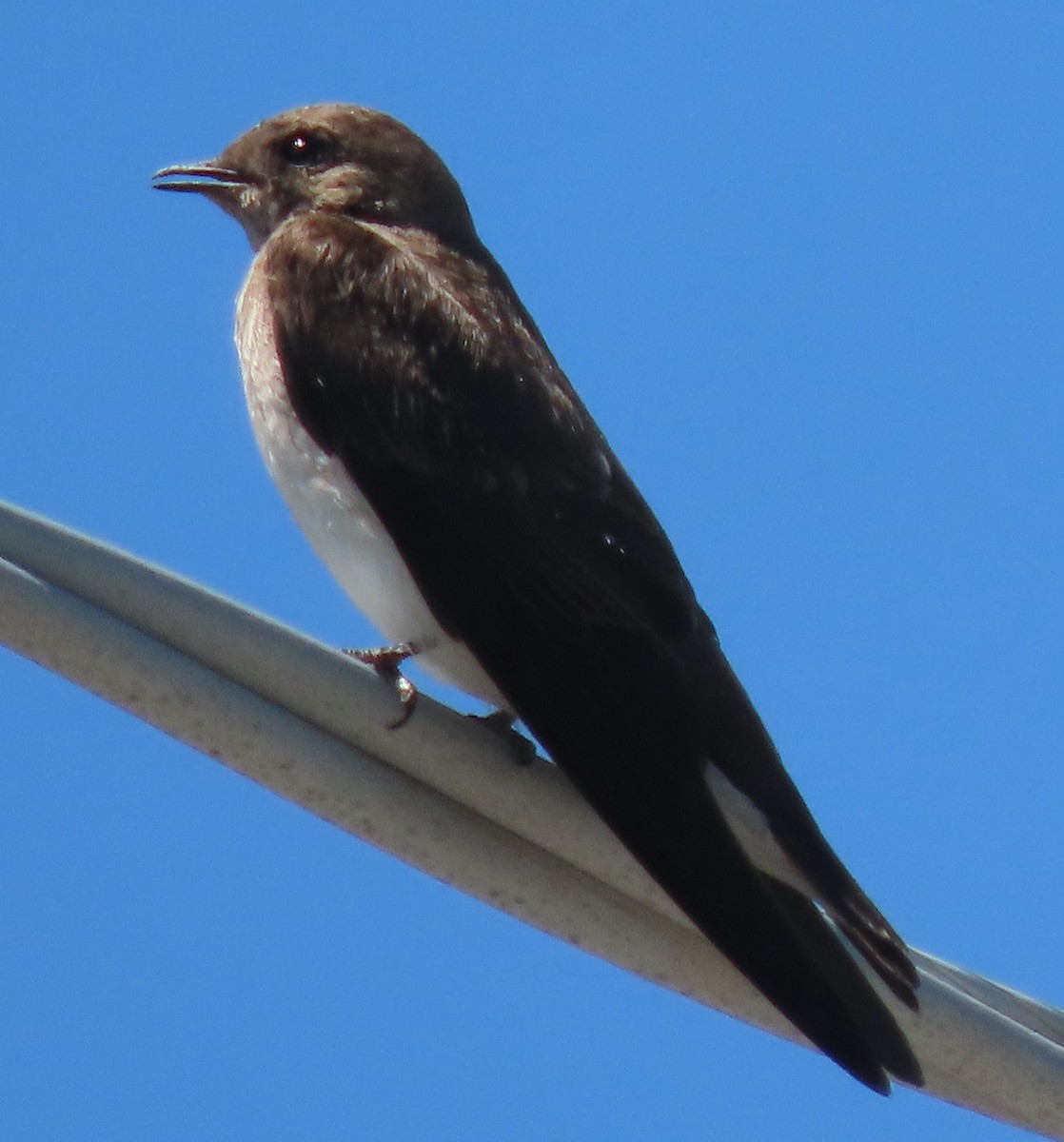 Tree Swallow - ML620495979