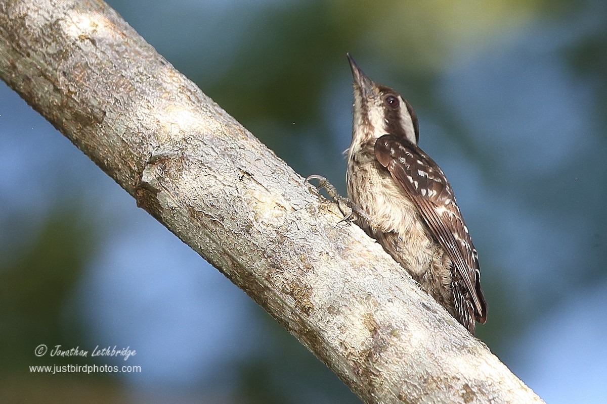 Sunda Pygmy Woodpecker - ML620495980