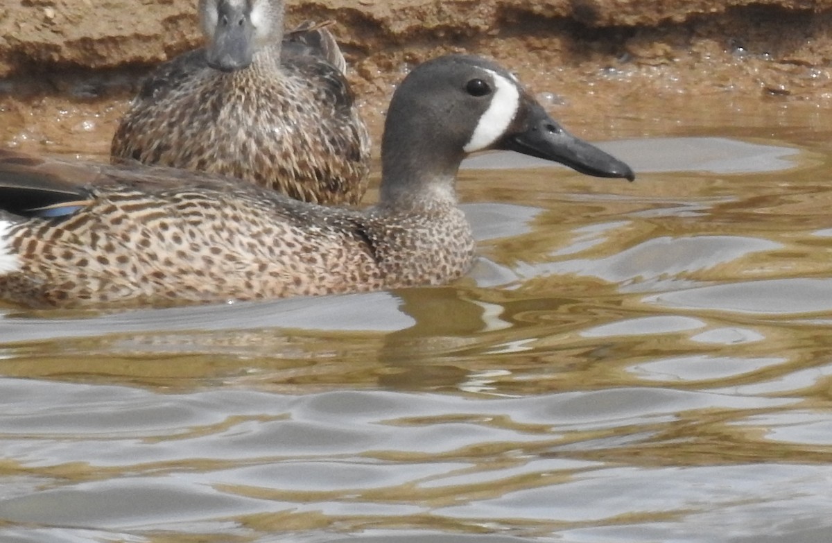 Blue-winged Teal - ML620495982