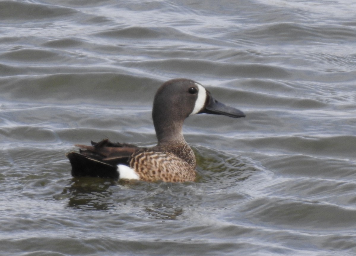 Blue-winged Teal - ML620495983