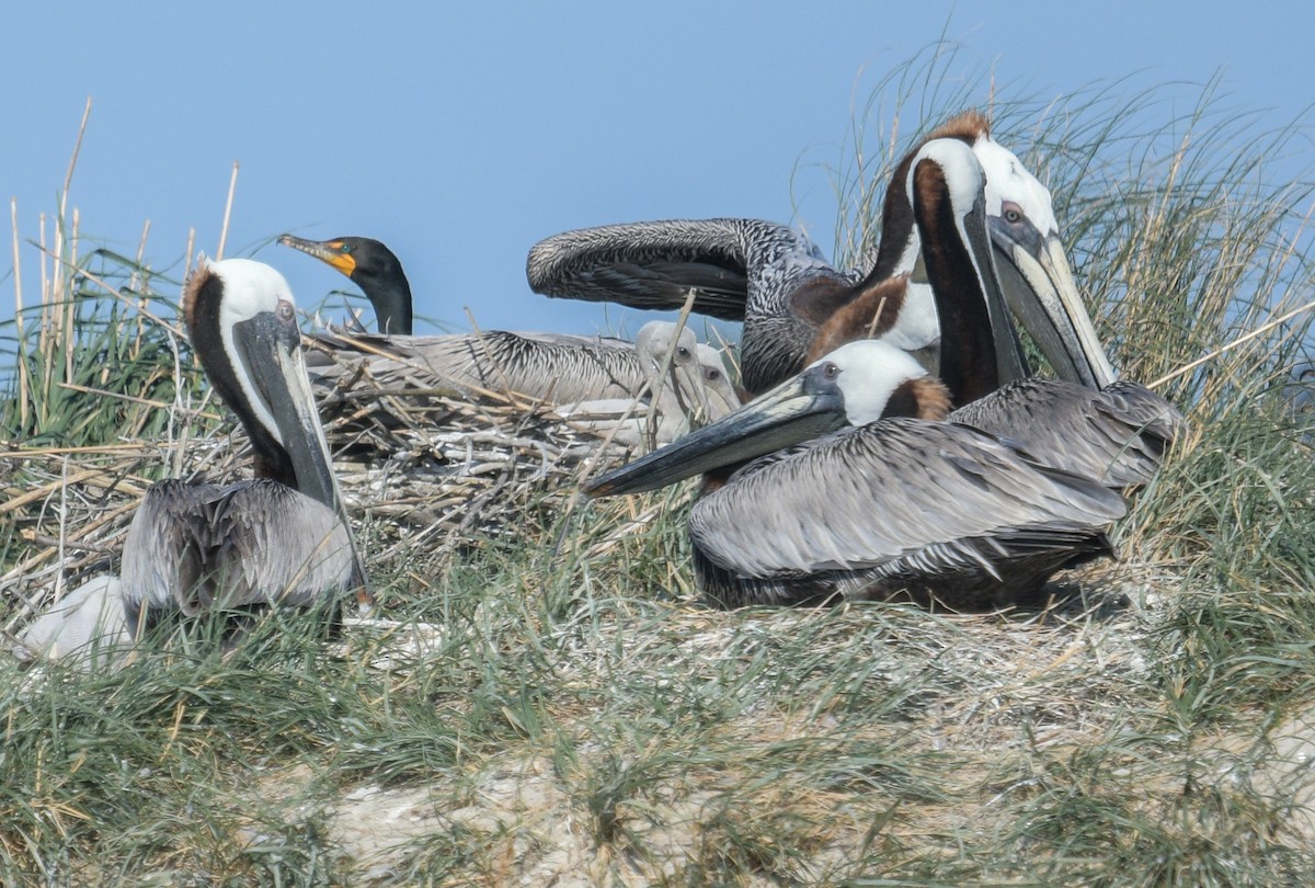 Brown Pelican - ML620495984