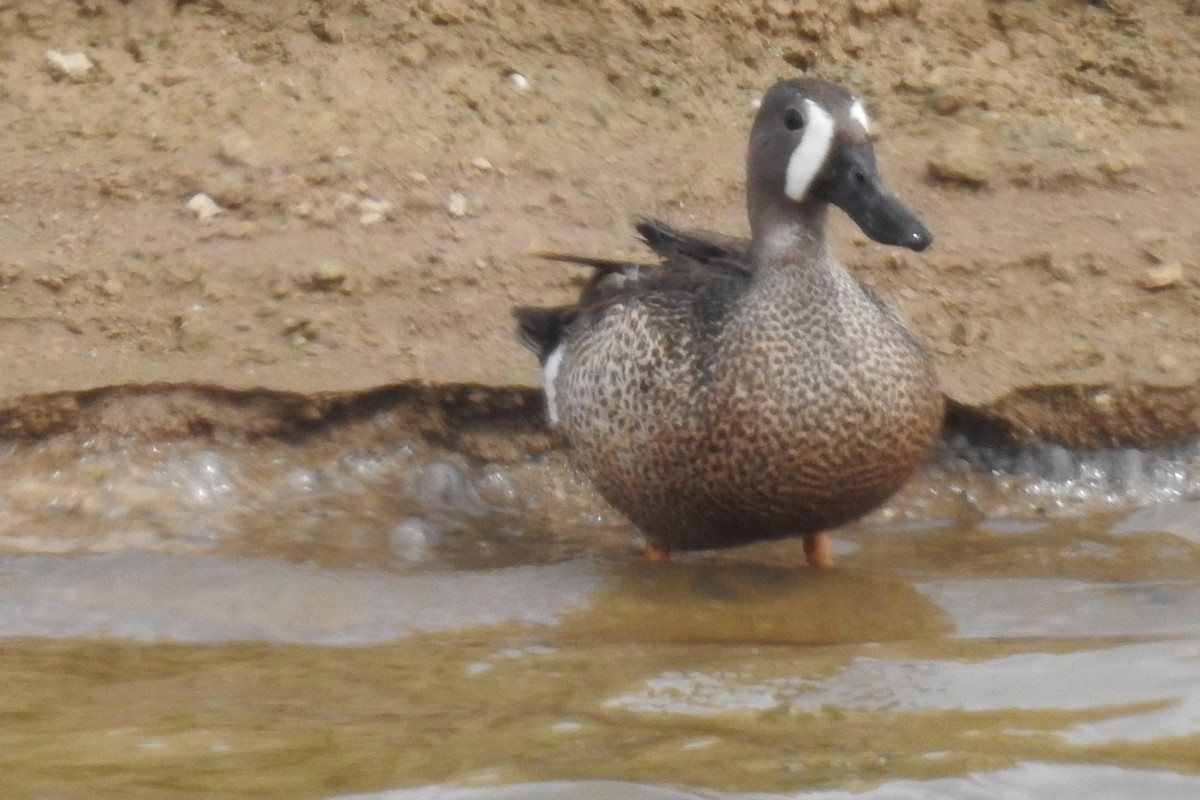 Blue-winged Teal - ML620495987