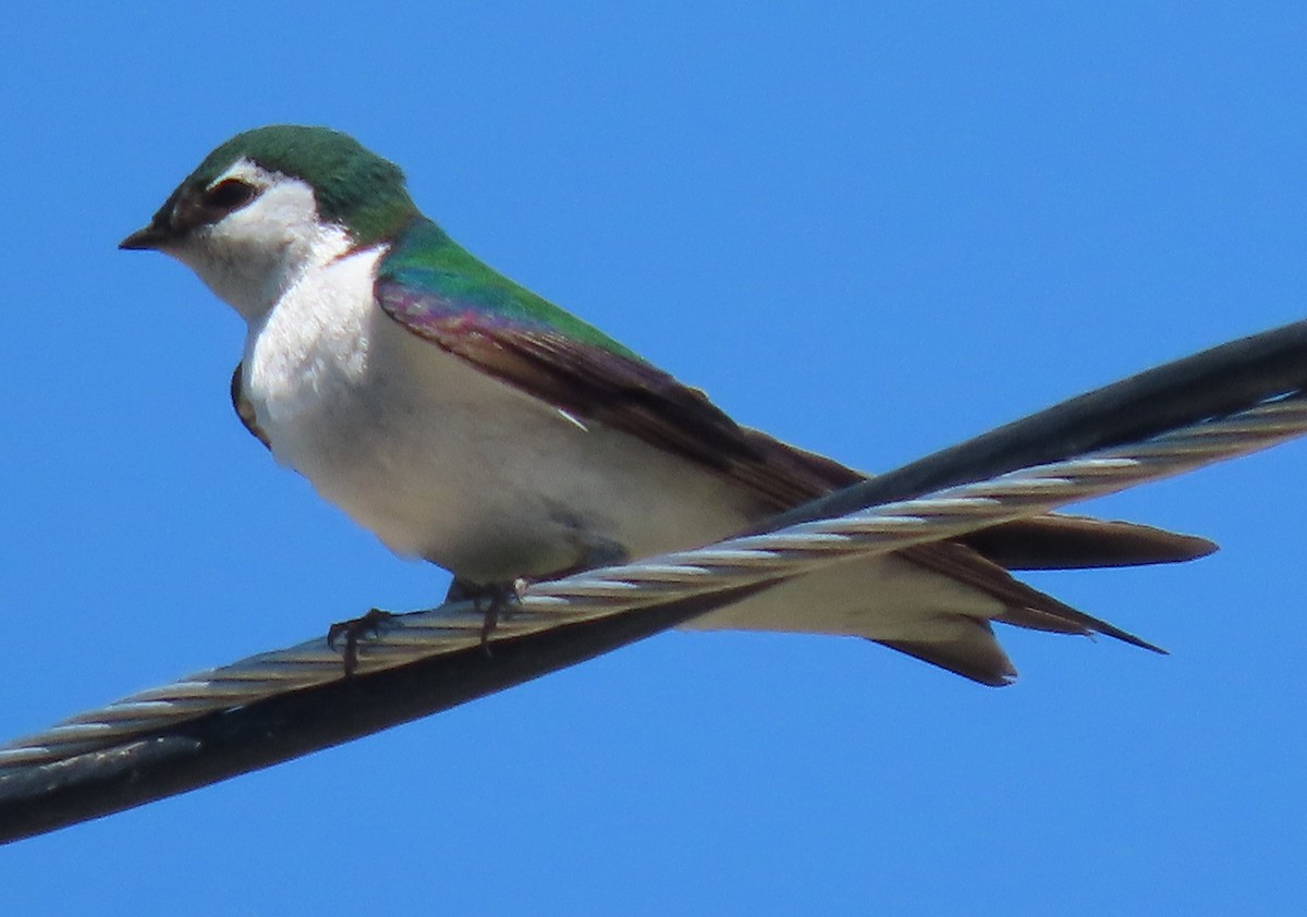 Violet-green Swallow - ML620495990