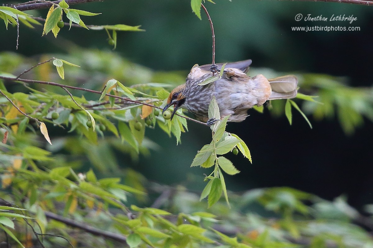 Bulbul Cabeciamarillo - ML620495992