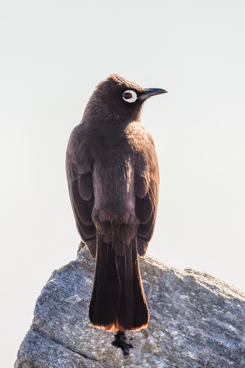 Cape Bulbul - ML620495993