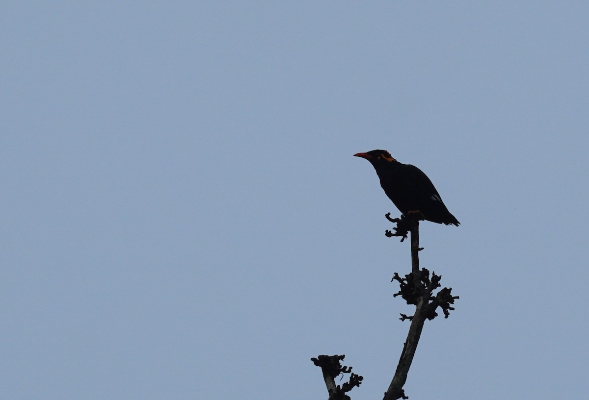 Southern Hill Myna - ML620495994