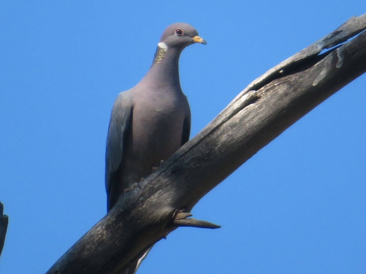 Band-tailed Pigeon - ML620495997