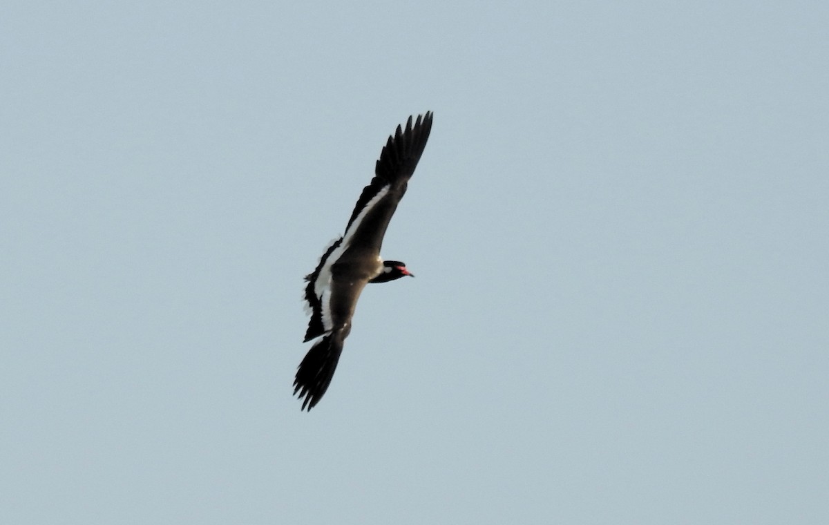 Red-wattled Lapwing - ML620495999