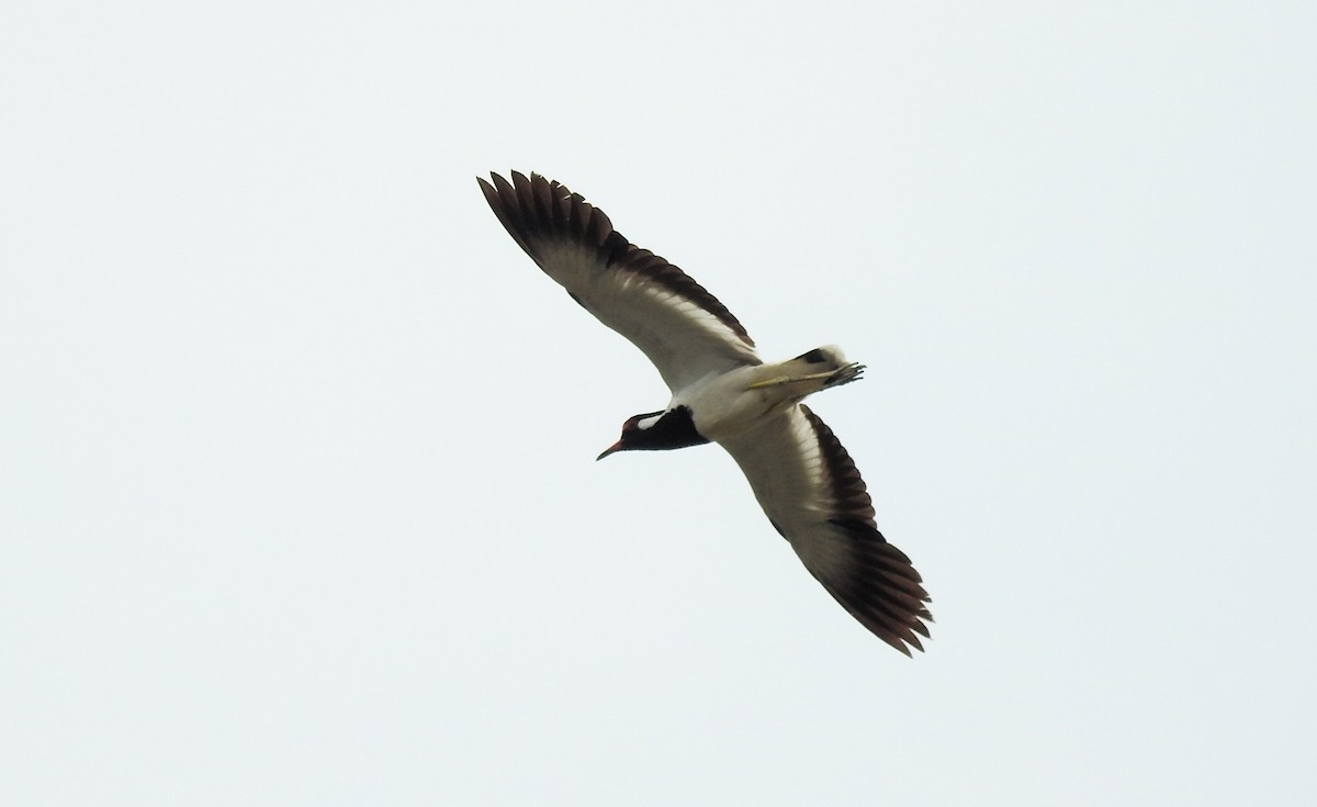 Red-wattled Lapwing - ML620496000