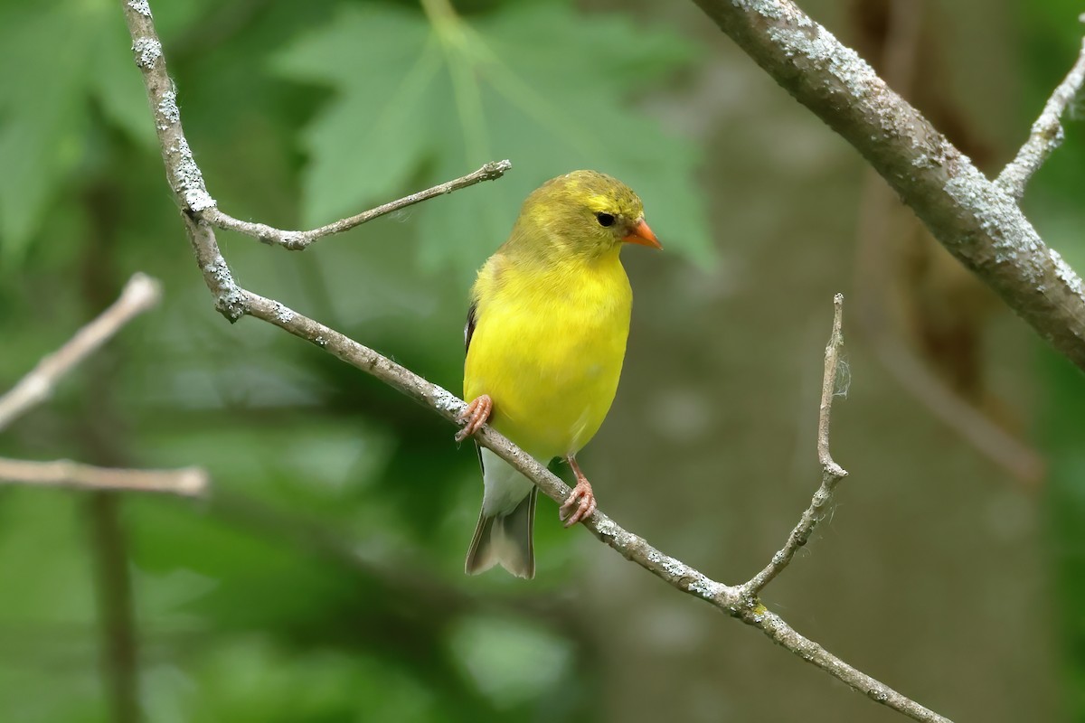 Chardonneret jaune - ML620496001