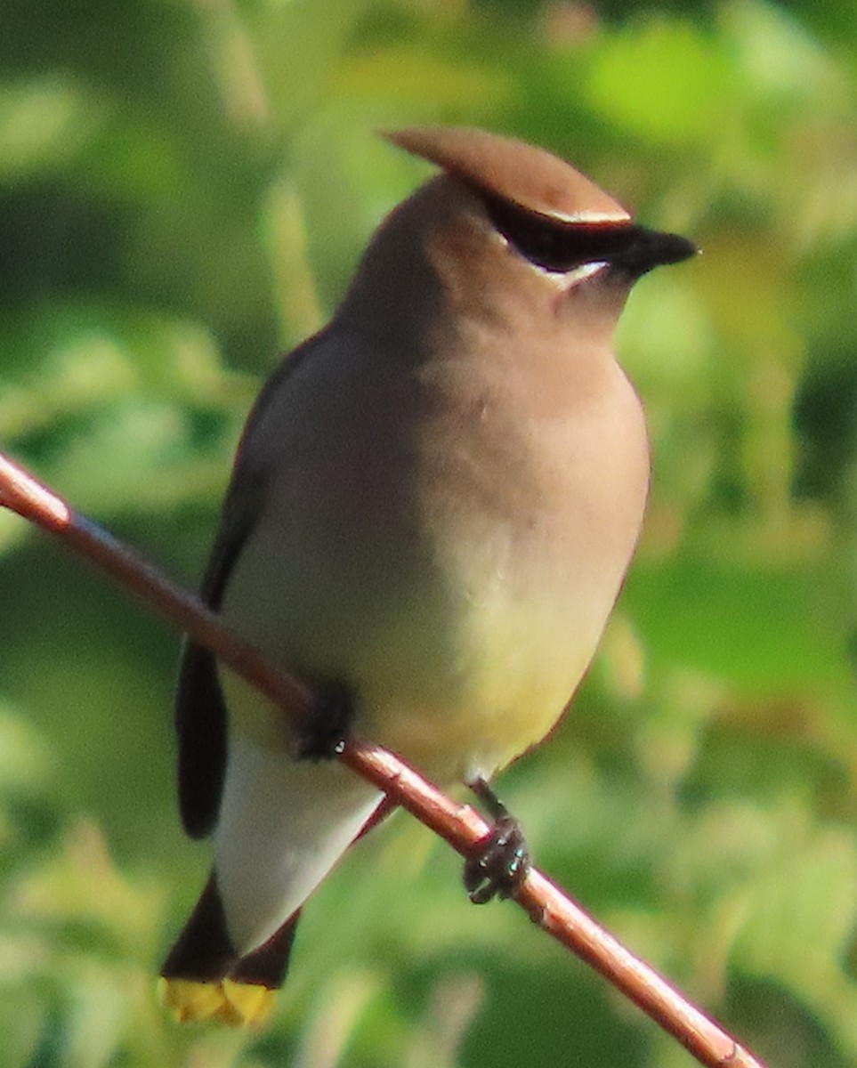 Cedar Waxwing - ML620496006