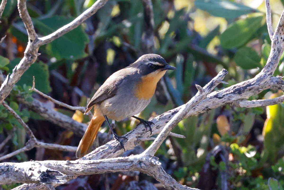 Cape Robin-Chat - ML620496013