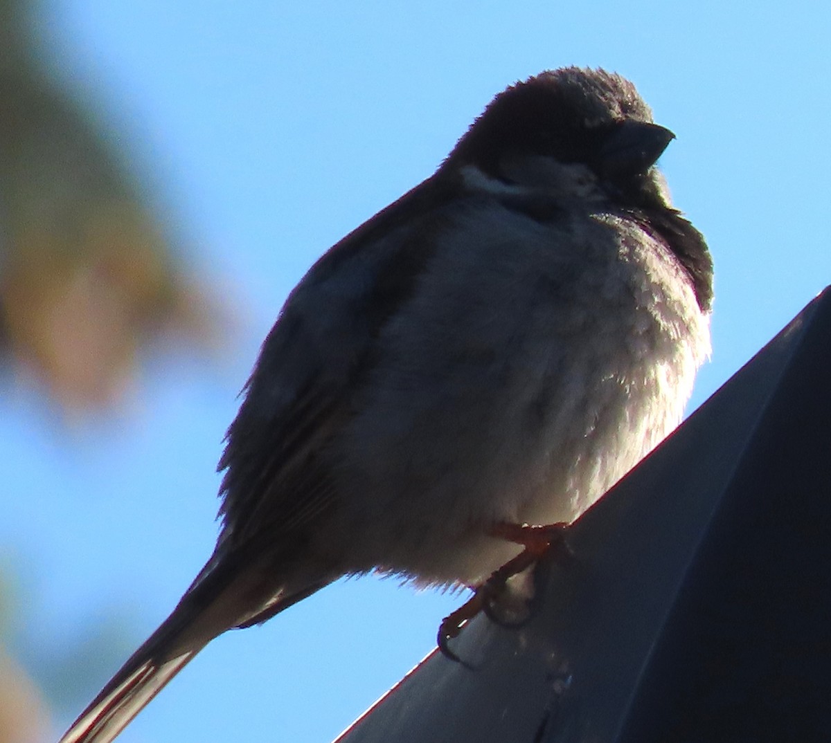 Moineau domestique - ML620496017