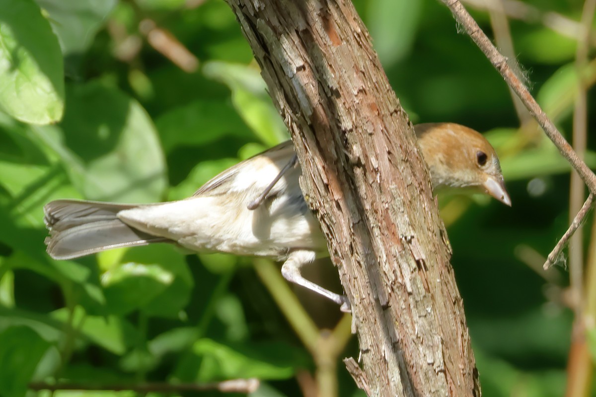 Brown-headed Cowbird - ML620496019