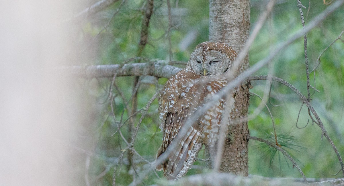 Spotted Owl (Mexican) - ML620496022