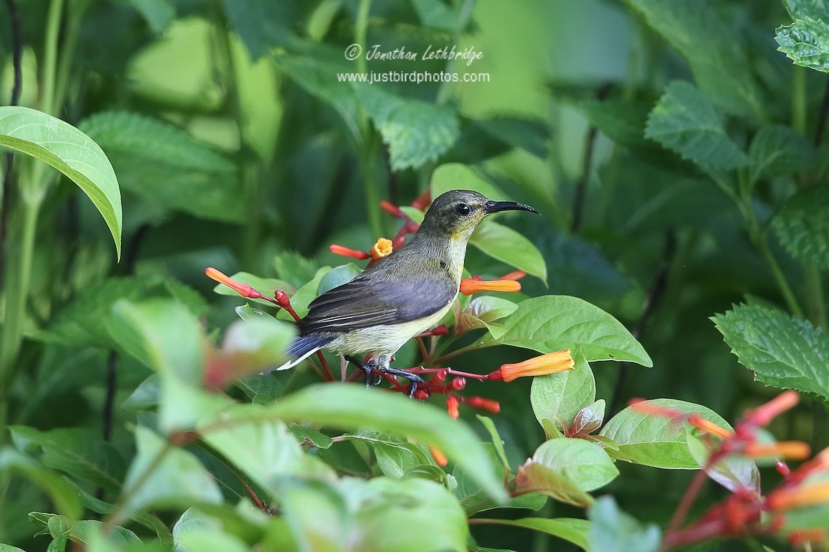 Copper-throated Sunbird - ML620496023