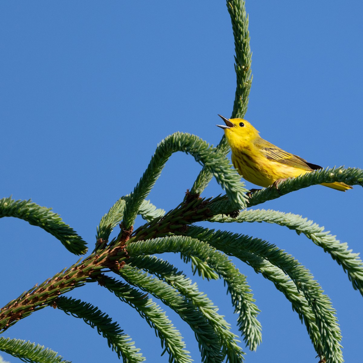 Yellow Warbler - ML620496026