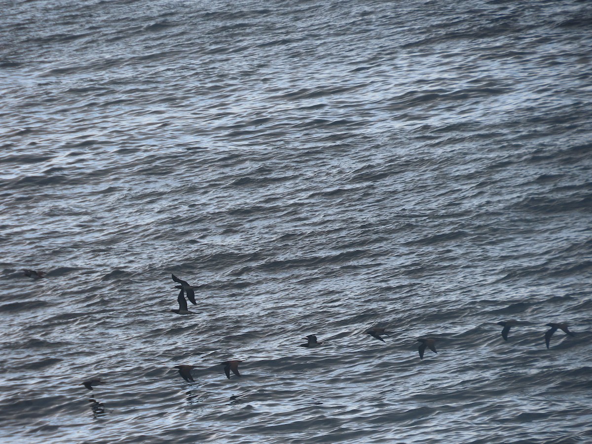 Brown Booby - ML620496028