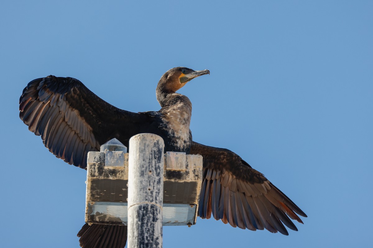 Great Cormorant (White-breasted) - ML620496031