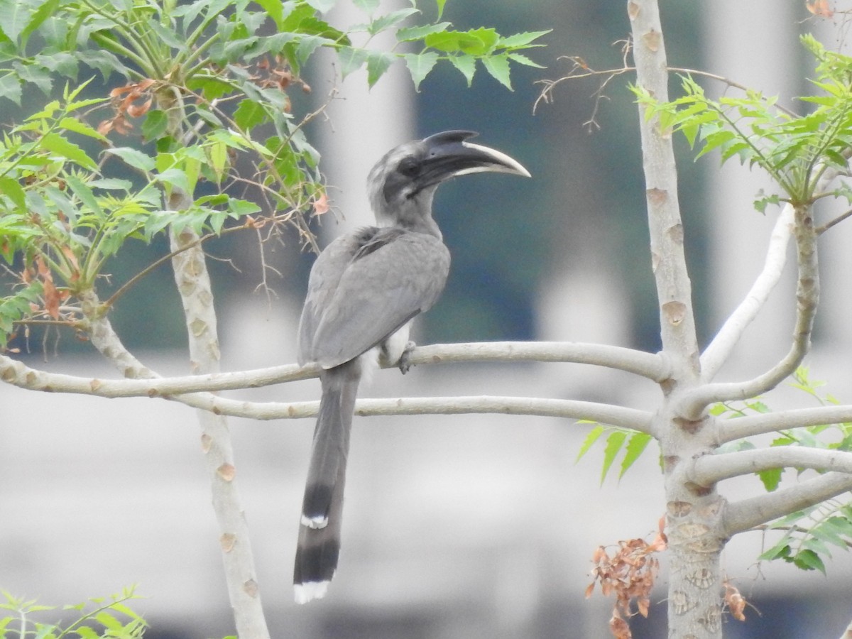 Indian Gray Hornbill - ML620496035