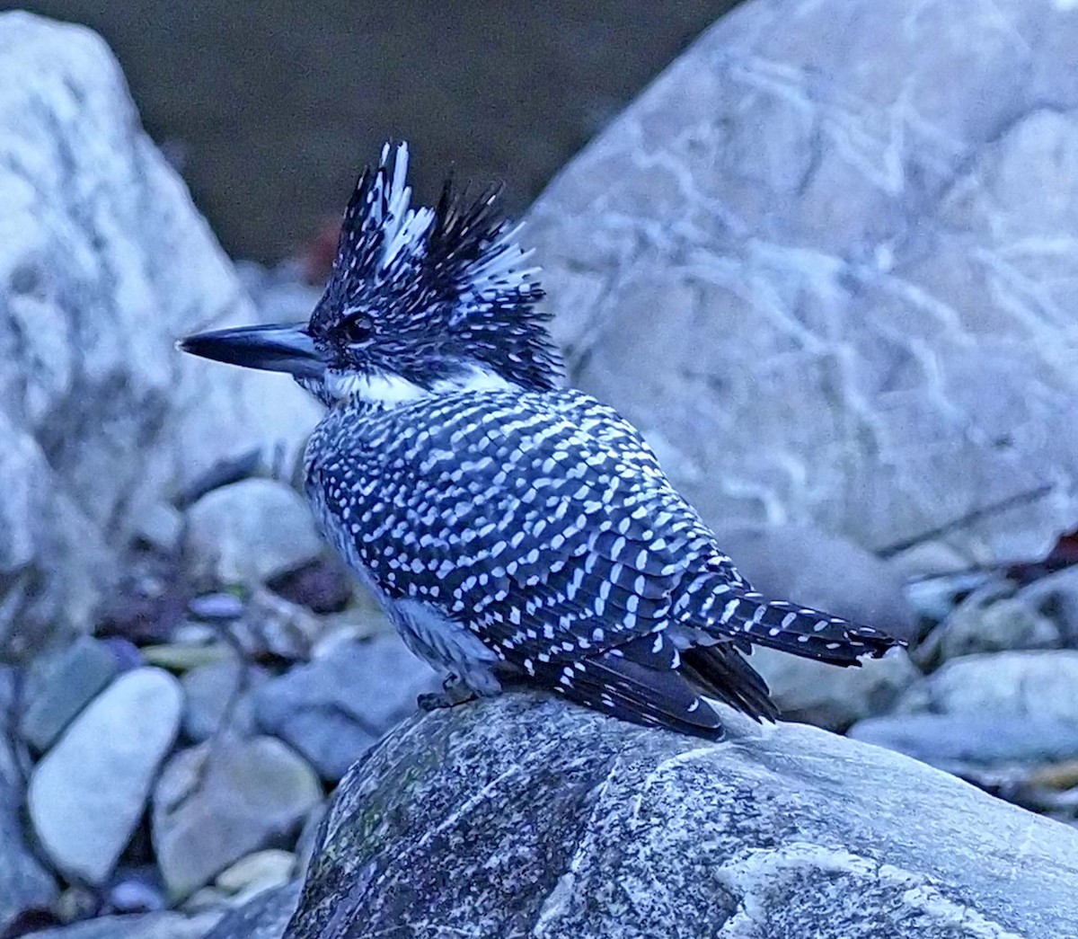 Crested Kingfisher - ML620496044