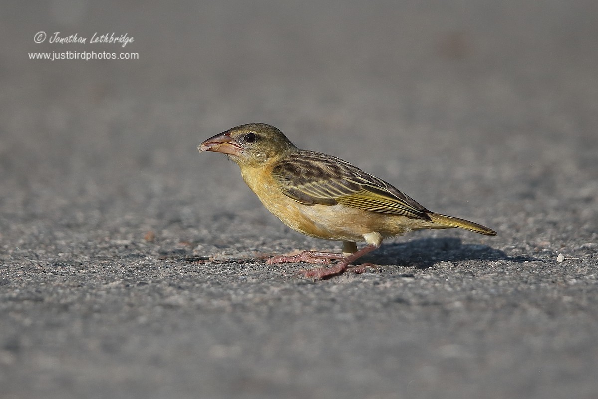 Golden-backed Weaver - ML620496046