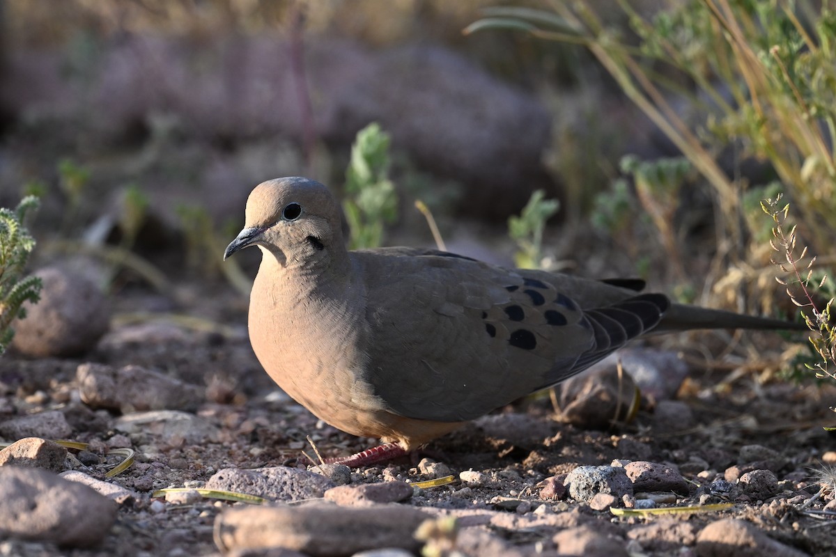 Mourning Dove - ML620496049