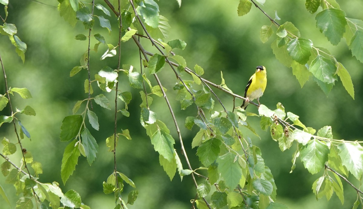 American Goldfinch - ML620496050