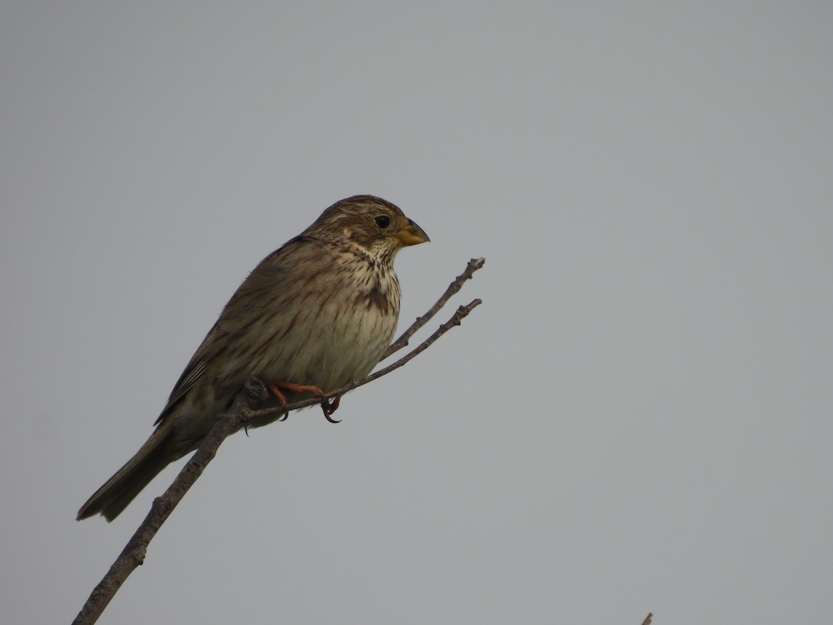 Corn Bunting - ML620496051