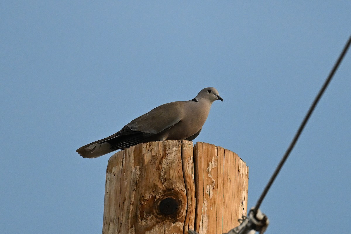 Eurasian Collared-Dove - ML620496052