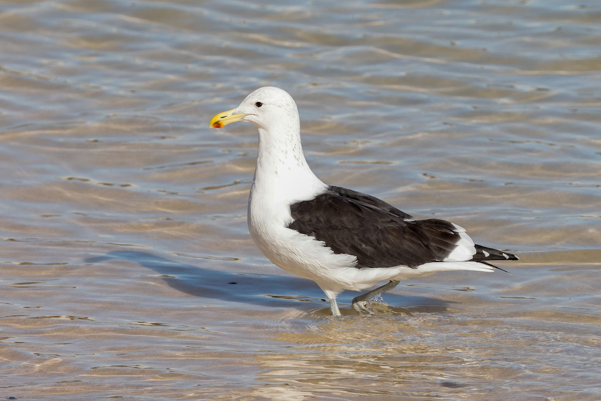 Kelp Gull (vetula) - ML620496054