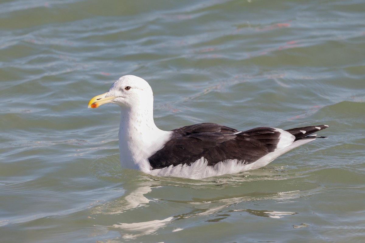 Goéland dominicain (vetula) - ML620496055