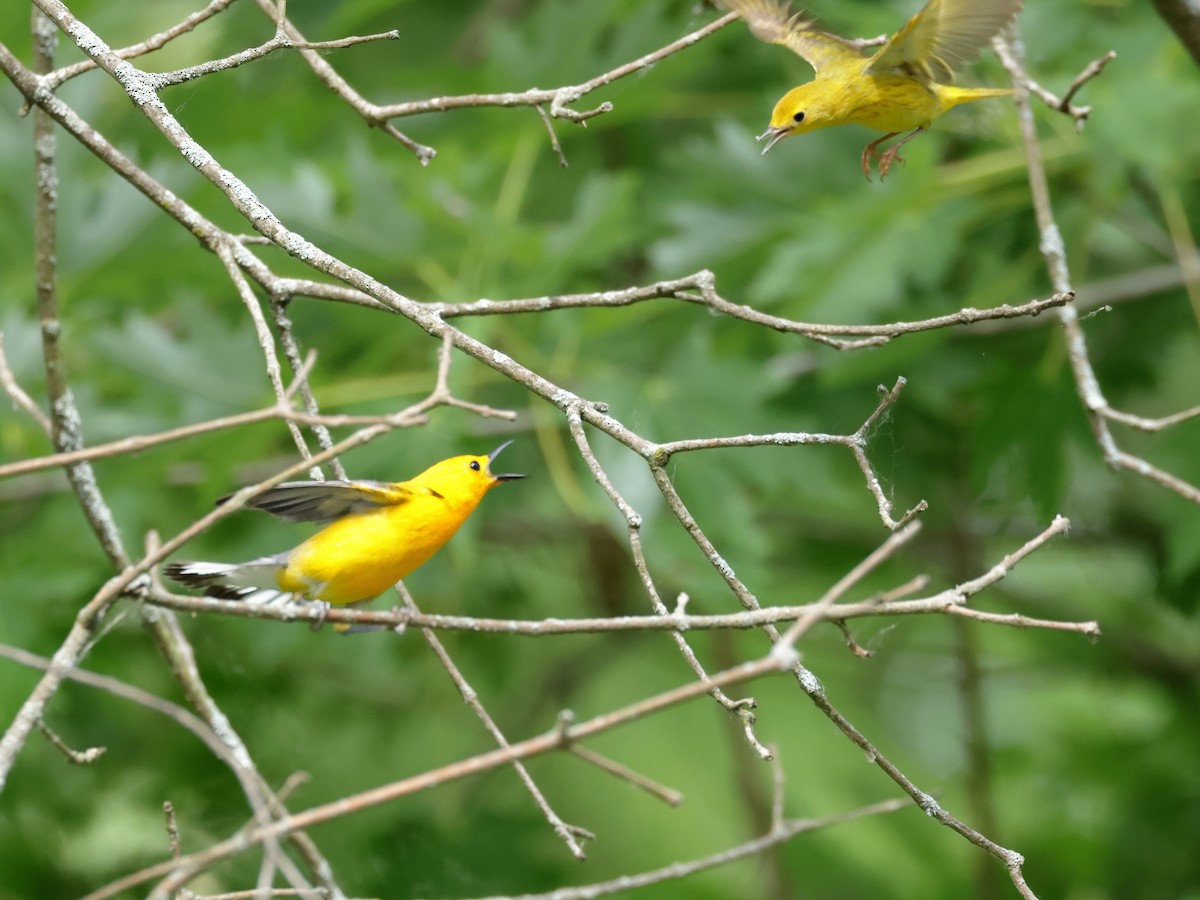 Prothonotary Warbler - ML620496056