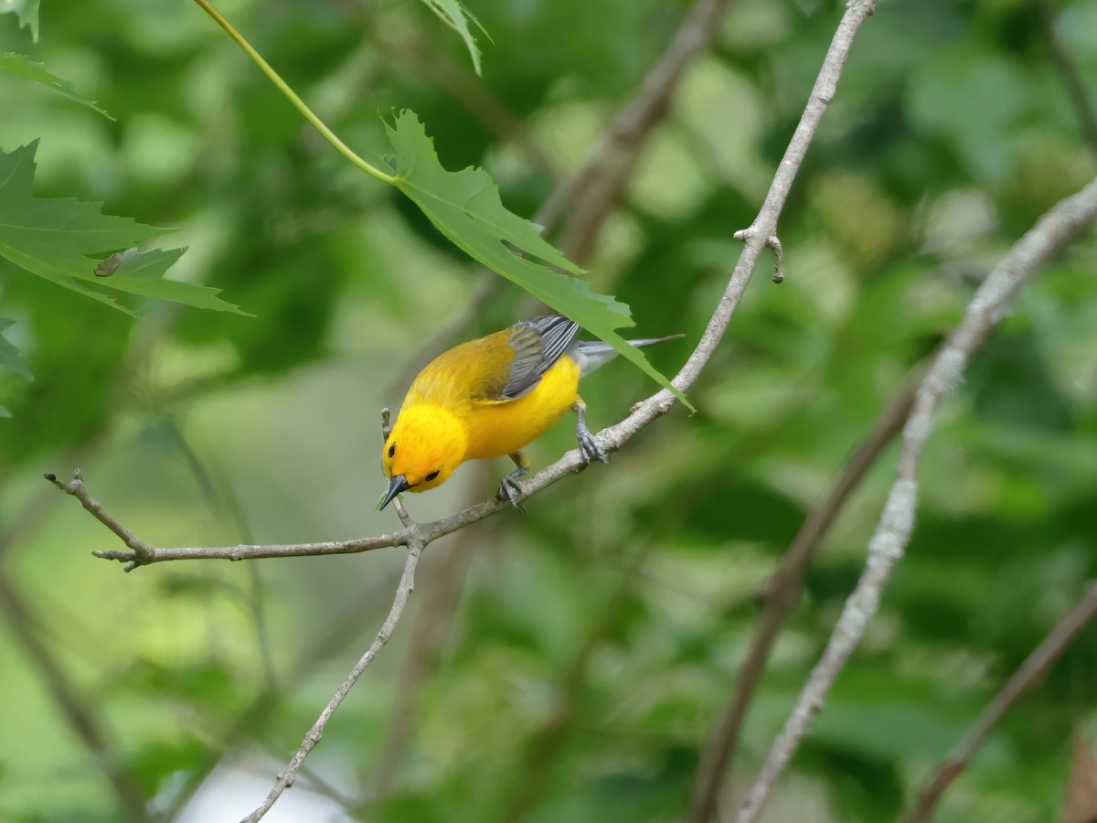 Prothonotary Warbler - ML620496057