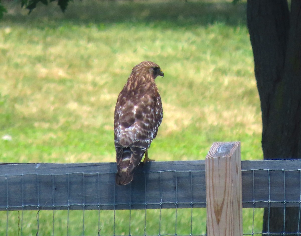 Red-shouldered Hawk - ML620496058