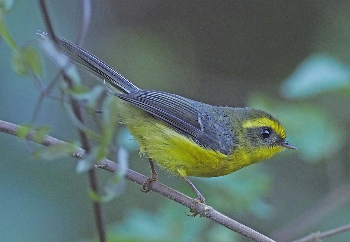 Yellow-bellied Fairy-Fantail - ML620496060