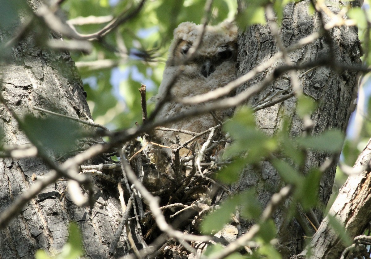 Great Horned Owl - ML620496062