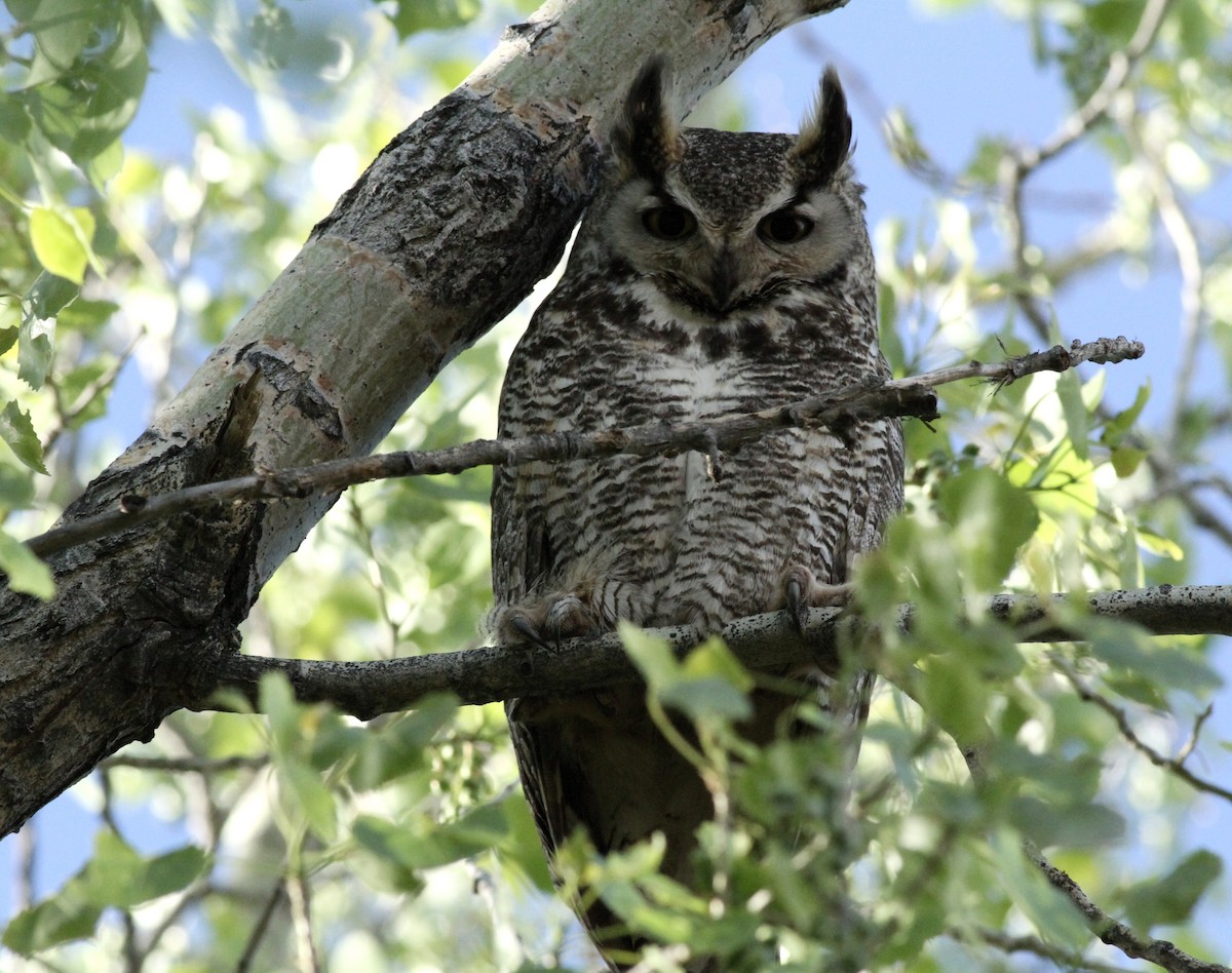 Great Horned Owl - ML620496063