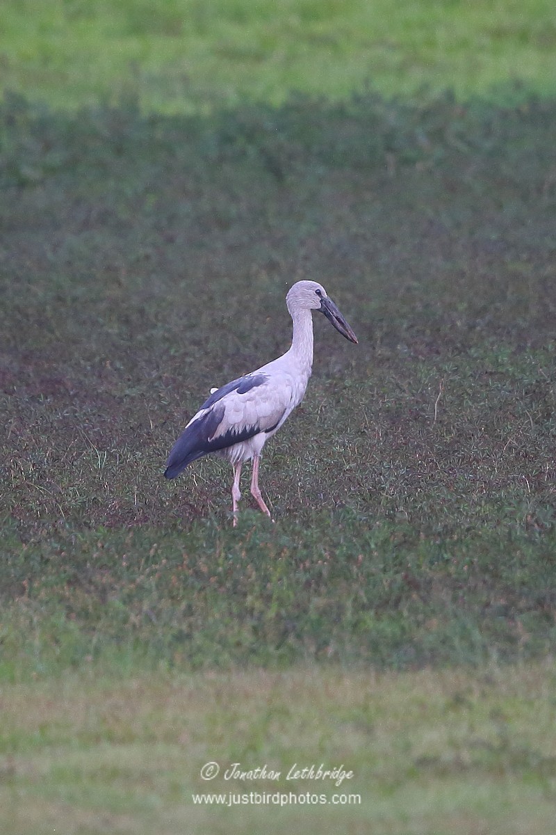 Asian Openbill - ML620496065