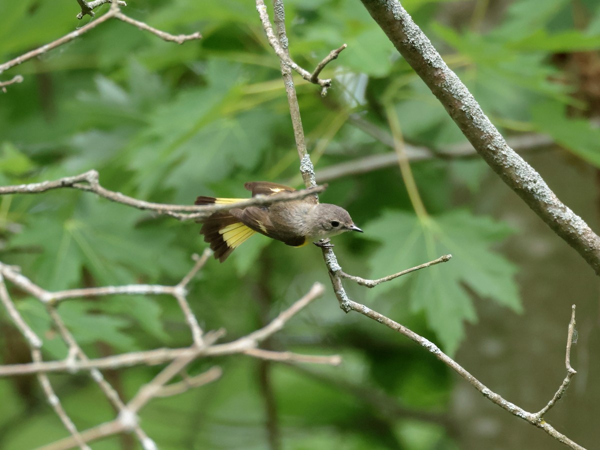 American Redstart - ML620496073