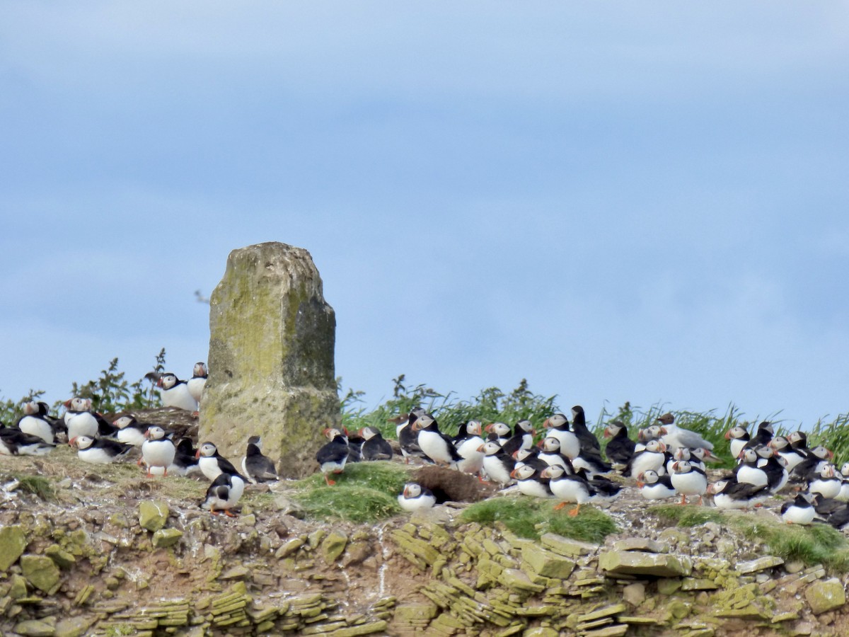 Atlantic Puffin - ML620496075