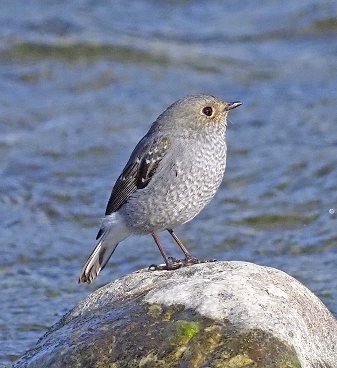 Plumbeous Redstart - ML620496076